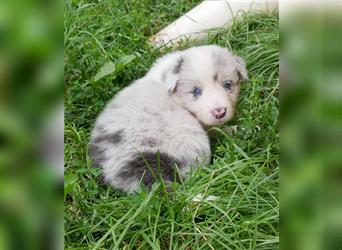 Border Collie Welpen, blau und slatemerle aus exklusiver Körzucht