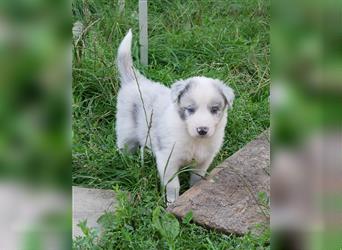 Border Collie Welpen, blau und slatemerle aus exklusiver Körzucht