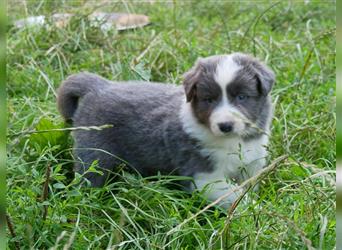 Border Collie Welpen, blau und slatemerle aus exklusiver Körzucht