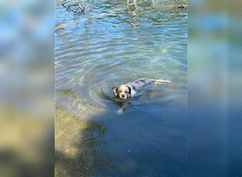 Border Collie Welpen, blau und slatemerle aus exklusiver Körzucht