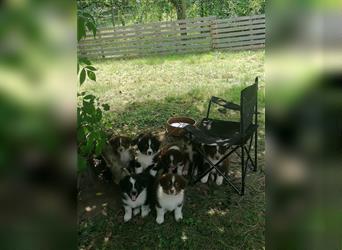 Zuckersüße Australian Shepherd Welpen