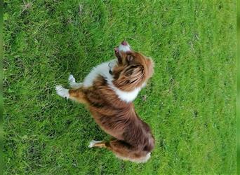 Zuckersüße Australian Shepherd Welpen