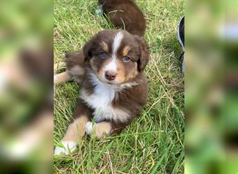 Zuckersüße Australian Shepherd Welpen