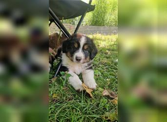 Zuckersüße Australian Shepherd Welpen