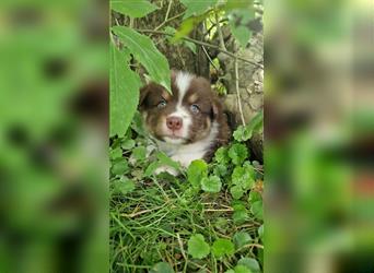 Zuckersüße Australian Shepherd Welpen