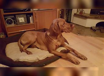 Magyar Vizsla Welpen mit Papiere