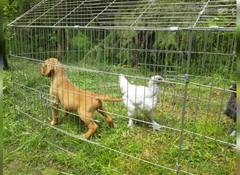 Magyar Vizsla Welpen mit Papiere