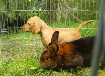 Magyar Vizsla Welpen mit Papiere