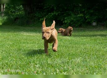 Magyar Vizsla Welpen mit Papiere