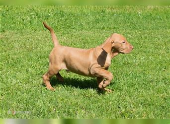 Magyar Vizsla Welpen mit Papiere