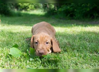 Magyar Vizsla Welpen mit Papiere