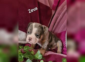 New English Bulldogge Welpen