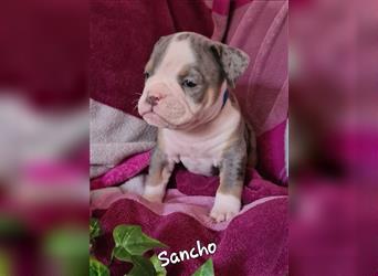 New English Bulldogge Welpen