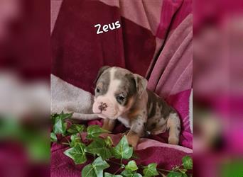 New English Bulldogge Welpen