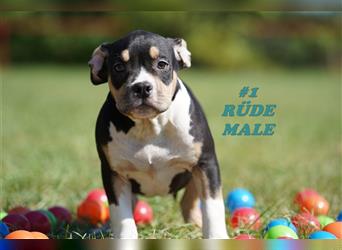 Wunderschöne Reinrassige American Bully Pocket Welpen mit ABKC Papiere