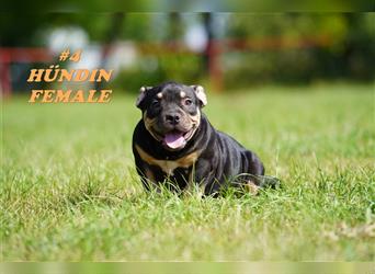 Wunderschöne Reinrassige American Bully Pocket Welpen mit ABKC Papiere