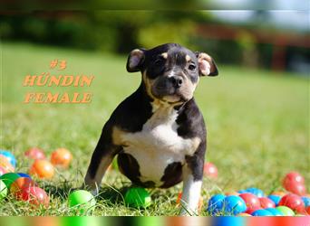 Wunderschöne Reinrassige American Bully Pocket Welpen mit ABKC Papiere