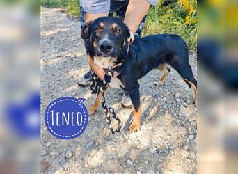 Teneo wartet seit über 2 Jahren in Tierheim