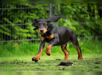 Liebevolle Black and Tan Coonhound Welpen suchen ein neues Zuhause