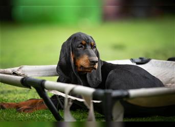 Liebevolle Black and Tan Coonhound Welpen suchen ein neues Zuhause