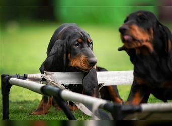 Liebevolle Black and Tan Coonhound Welpen suchen ein neues Zuhause