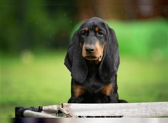 Liebevolle Black and Tan Coonhound Welpen suchen ein neues Zuhause