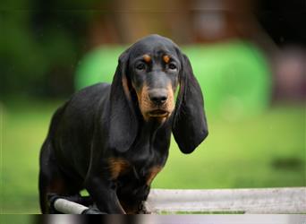 Liebevolle Black and Tan Coonhound Welpen suchen ein neues Zuhause