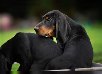 Liebevolle Black and Tan Coonhound Welpen suchen ein neues Zuhause