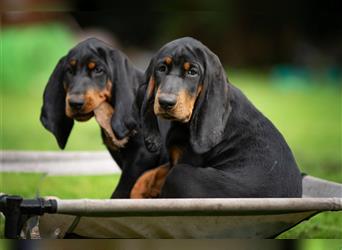 Liebevolle Black and Tan Coonhound Welpen suchen ein neues Zuhause