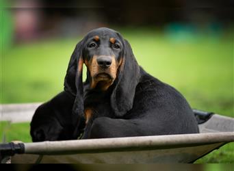 Liebevolle Black and Tan Coonhound Welpen suchen ein neues Zuhause