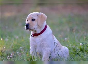 Labradorwelpe Gretel aus Blindenführhundelinie