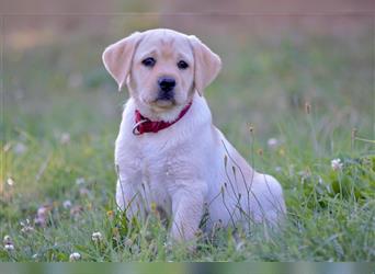 Labradorwelpe Gretel aus Blindenführhundelinie