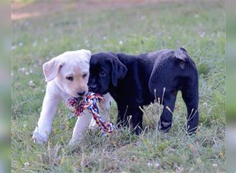 Labradorwelpe Gretel aus Blindenführhundelinie