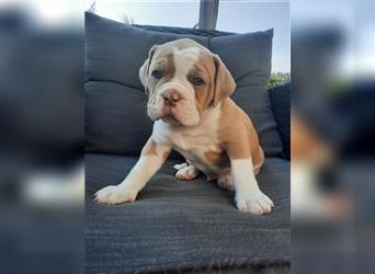 zuckersüße exclusive OEB Old English Bulldog Welpen