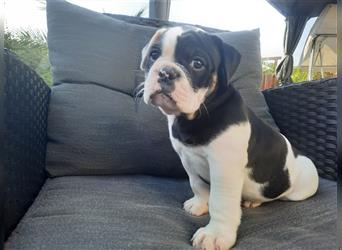 zuckersüße exclusive OEB Old English Bulldog Welpen