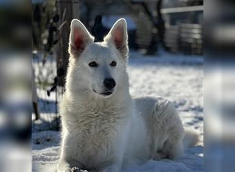 Ayka - wunderhübsche und liebe Berger Blanc Prinzessin sucht rasseerfahrene Untertanen