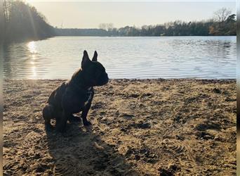 Französische Bulldoggen Welpen