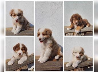 Australian Shepherd Welpe red merle Rüde