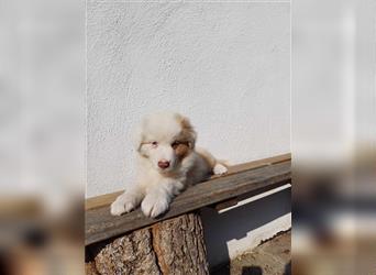 Australian Shepherd Welpe red merle Rüde