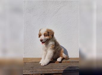 Australian Shepherd Welpe red merle Rüde