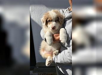 Wunderschöne Australian Shepherd Welpen