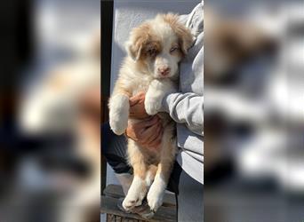 Wunderschöne Australian Shepherd Welpen