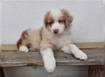 Australian Shepherd Welpe red merle Rüde