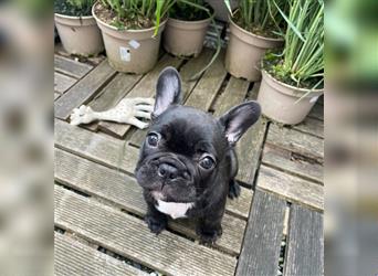 Französische Bulldogge Welpe