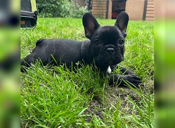 Französische Bulldogge Welpe