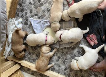 Wir - zuckersüße Labradoodlewelpen F1 medium - suchen unser Traumzuhause !