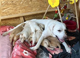 Wir - zuckersüße Labradoodlewelpen F1 medium - suchen unser Traumzuhause !