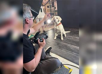 Wir - zuckersüße Labradoodlewelpen F1 medium - suchen unser Traumzuhause !