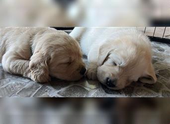 Wir - zuckersüße Labradoodlewelpen F1 medium - suchen unser Traumzuhause !