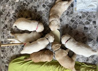 Wir - zuckersüße Labradoodlewelpen F1 medium - suchen unser Traumzuhause !